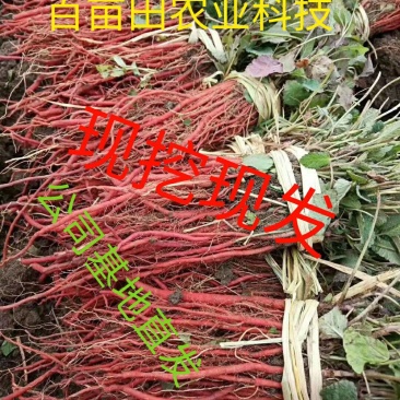丹参苗，改良丹参航天品种，高产（包回收）