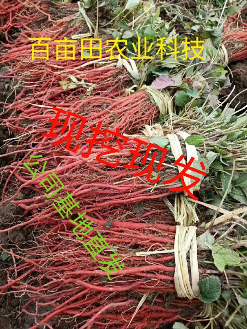 丹参苗，改良丹参（死苗包赔)品种纯正大红袍品种（包回收）