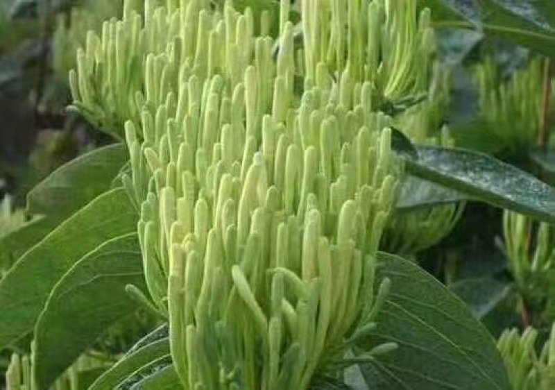 湘蕾五号金银花王苗木产量高让客户买的安心；放心！