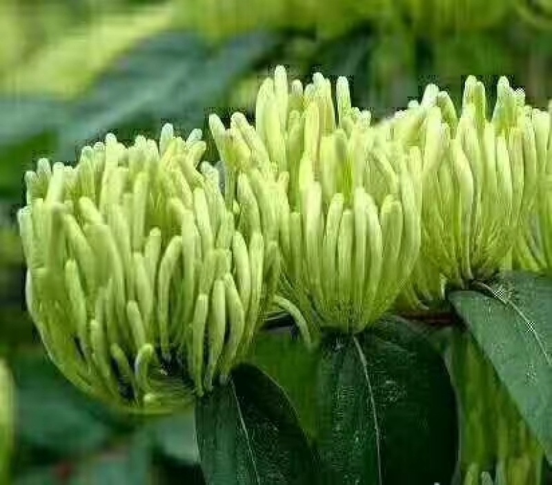 湘蕾五号金银花王苗木产量高让客户买的安心；放心！