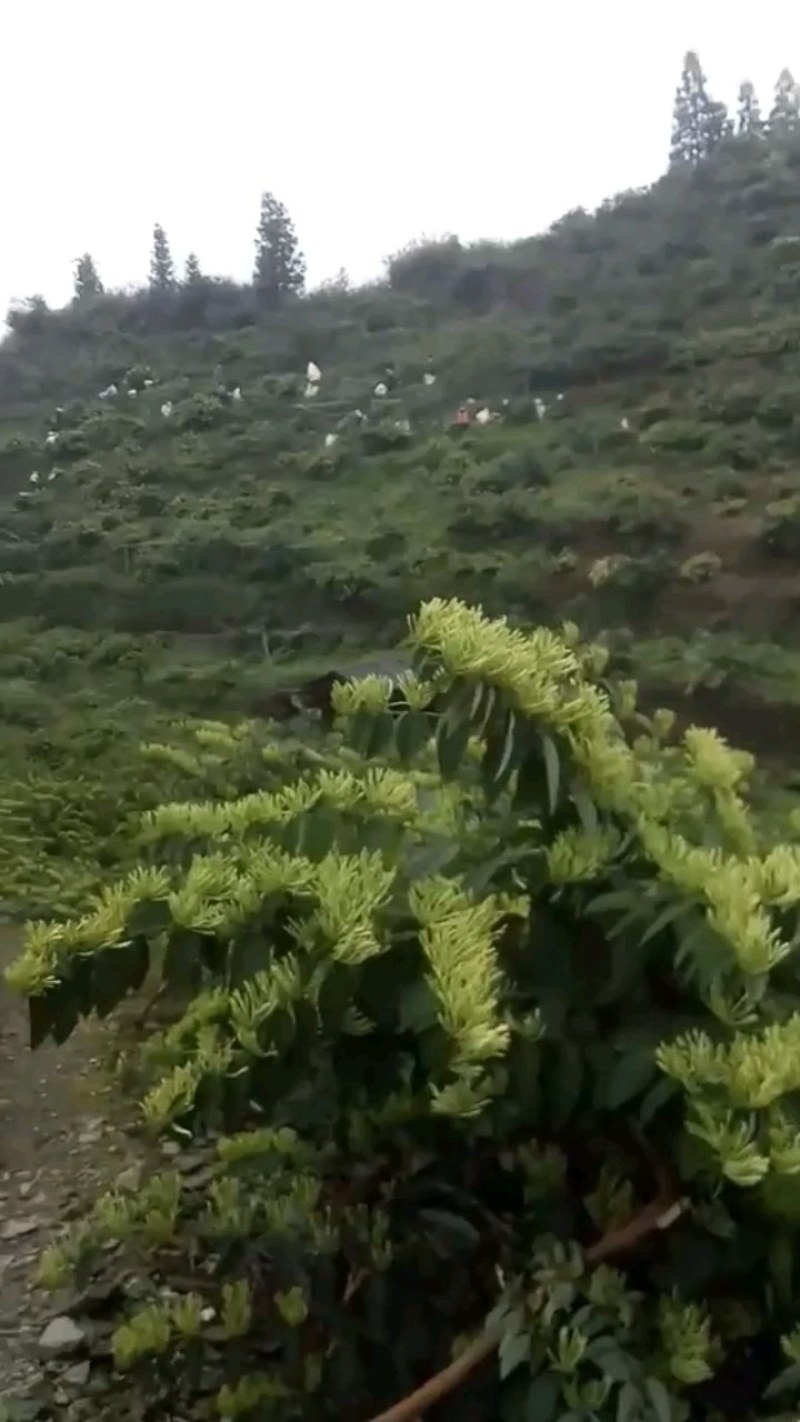 湘蕾五号金银花王苗木产量高让客户买的安心；放心！