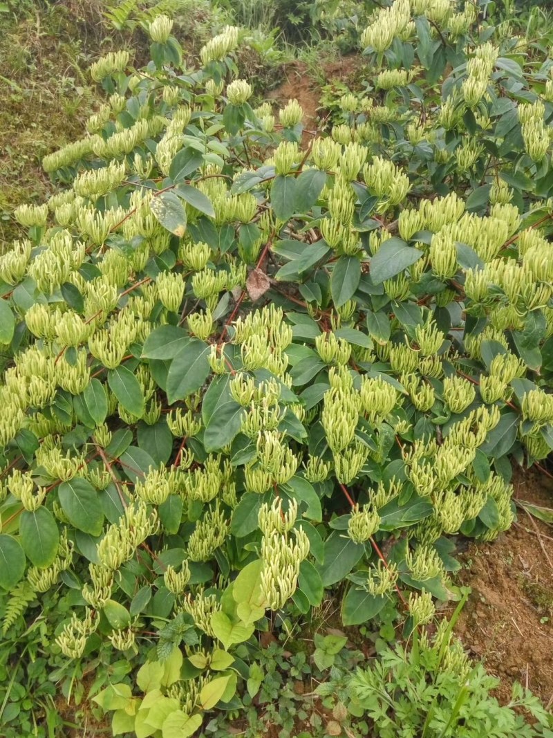 湘蕾五号金银花王苗木产量高让客户买的安心；放心！