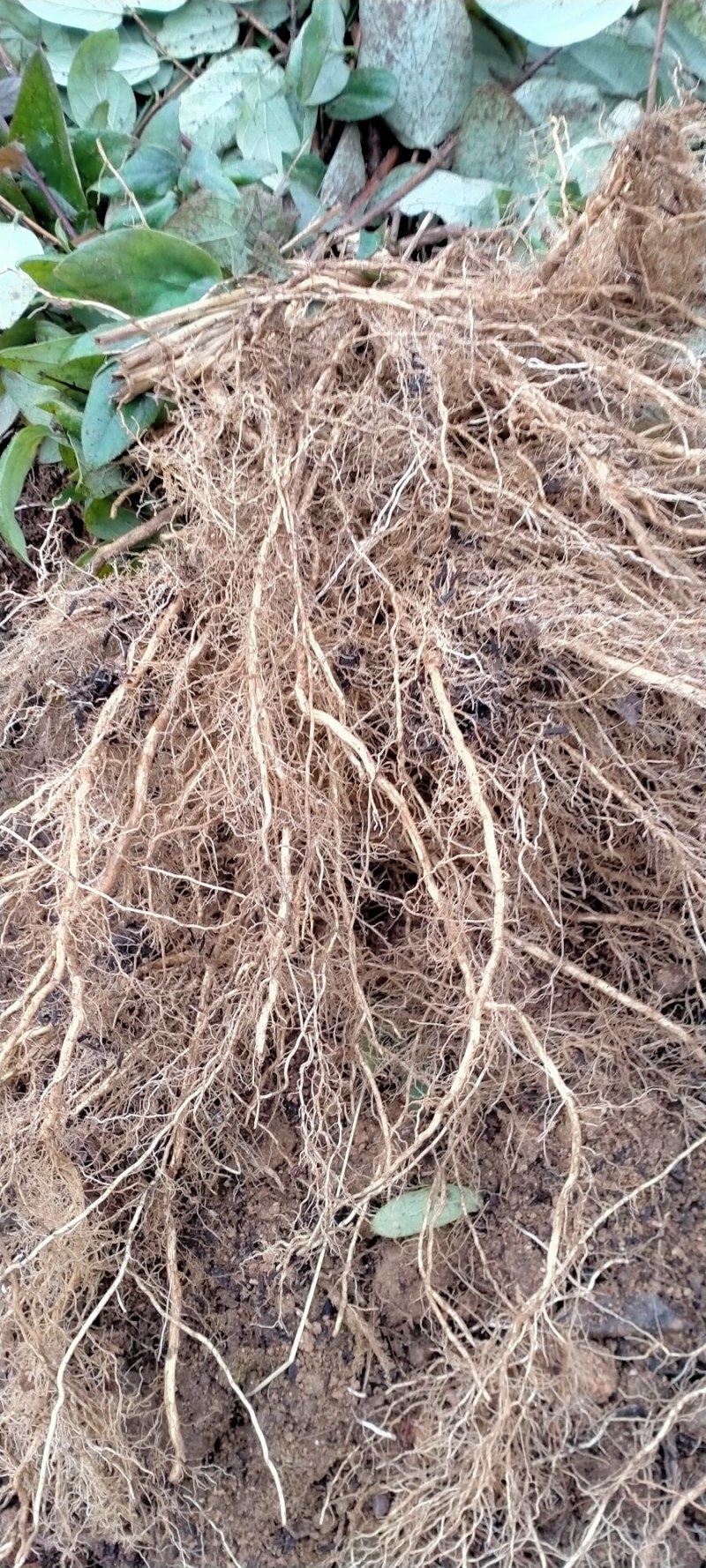 湘蕾五号金银花王苗木产量高让客户买的安心；放心！