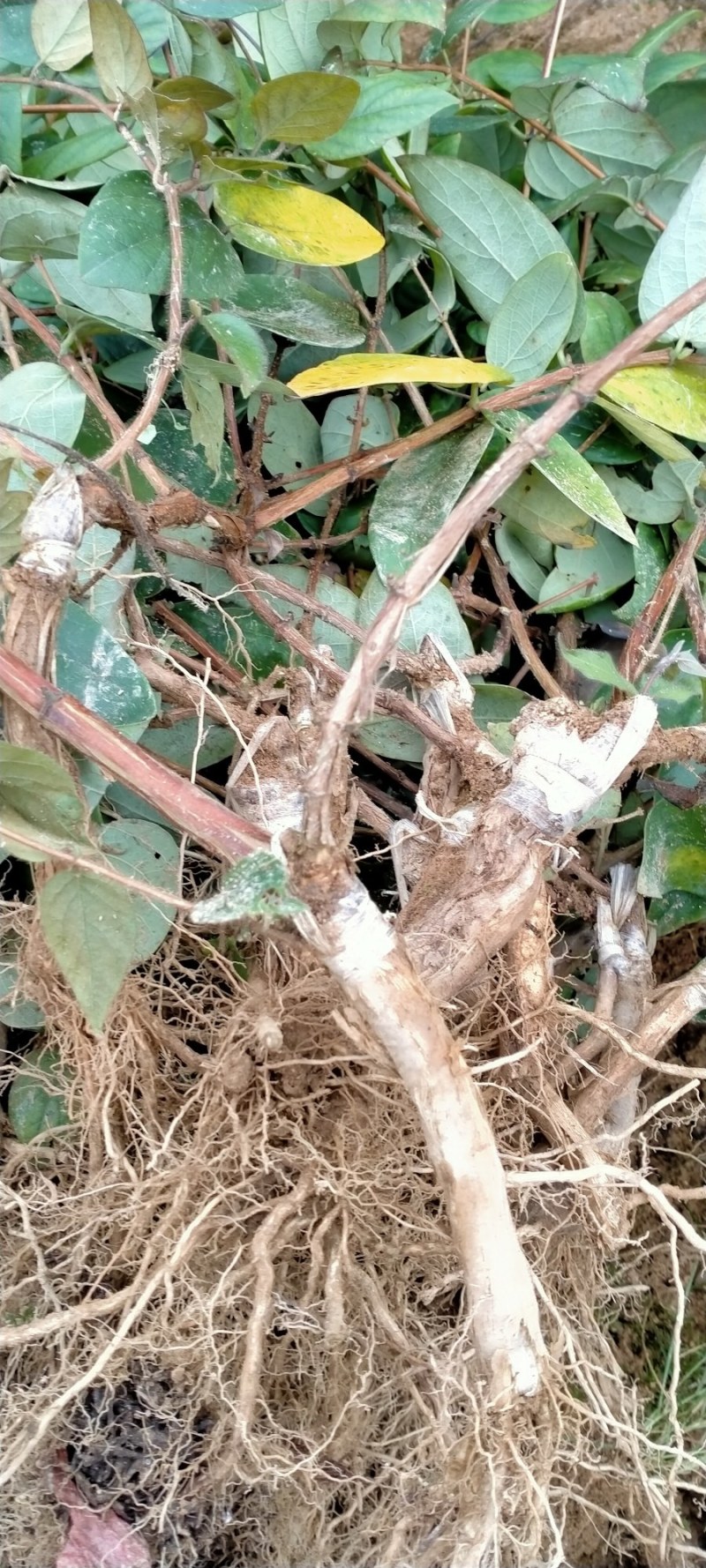 湘蕾五号金银花王苗木产量高让客户买的安心；放心！
