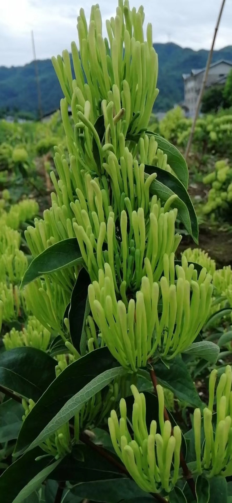 湘蕾五号金银花王苗木产量高让客户买的安心；放心！