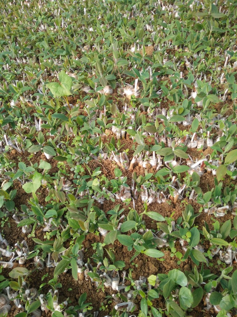 湘蕾五号金银花王苗木产量高让客户买的安心；放心！