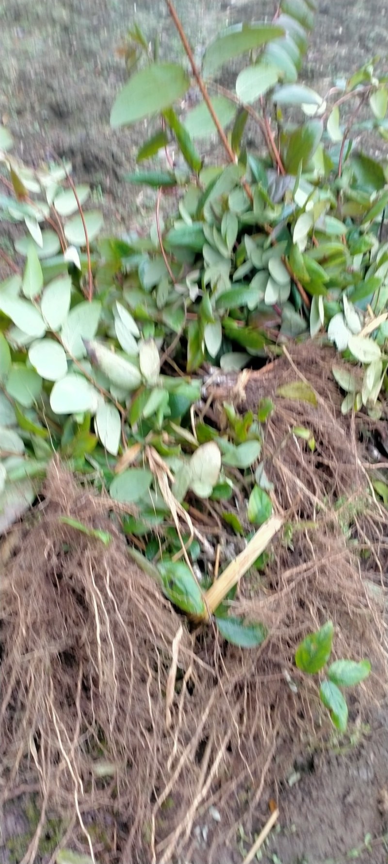 湘蕾五号金银花王苗木产量高让客户买的安心；放心！