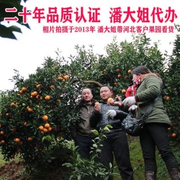 麻阳冰糖橙果园代办，电商代发，整车发货，诚信专业