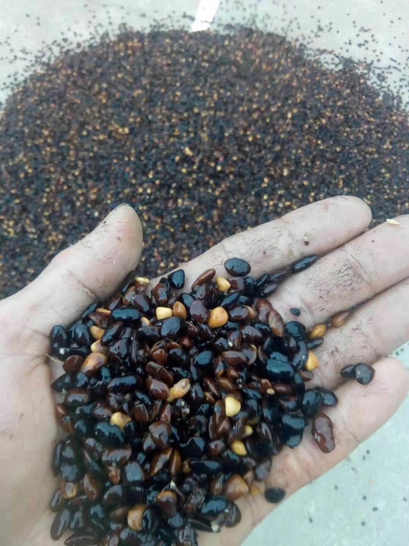 火力楠种子醉香含笑种子含笑种子新货上市