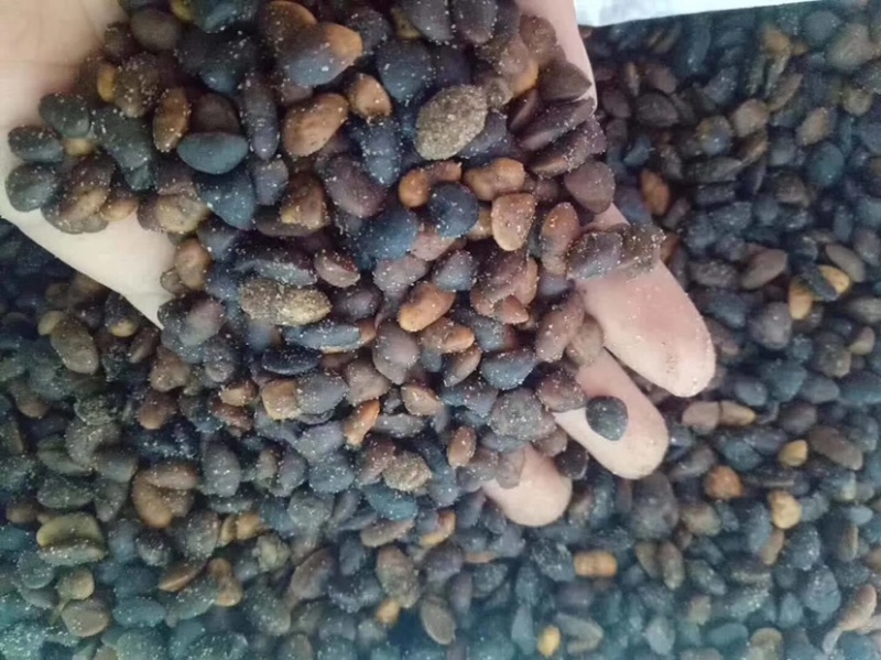 火力楠种子醉香含笑种子含笑种子新货上市