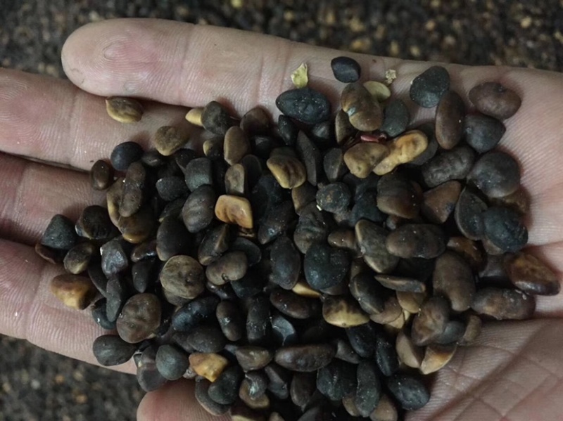 火力楠种子醉香含笑种子含笑种子新货上市