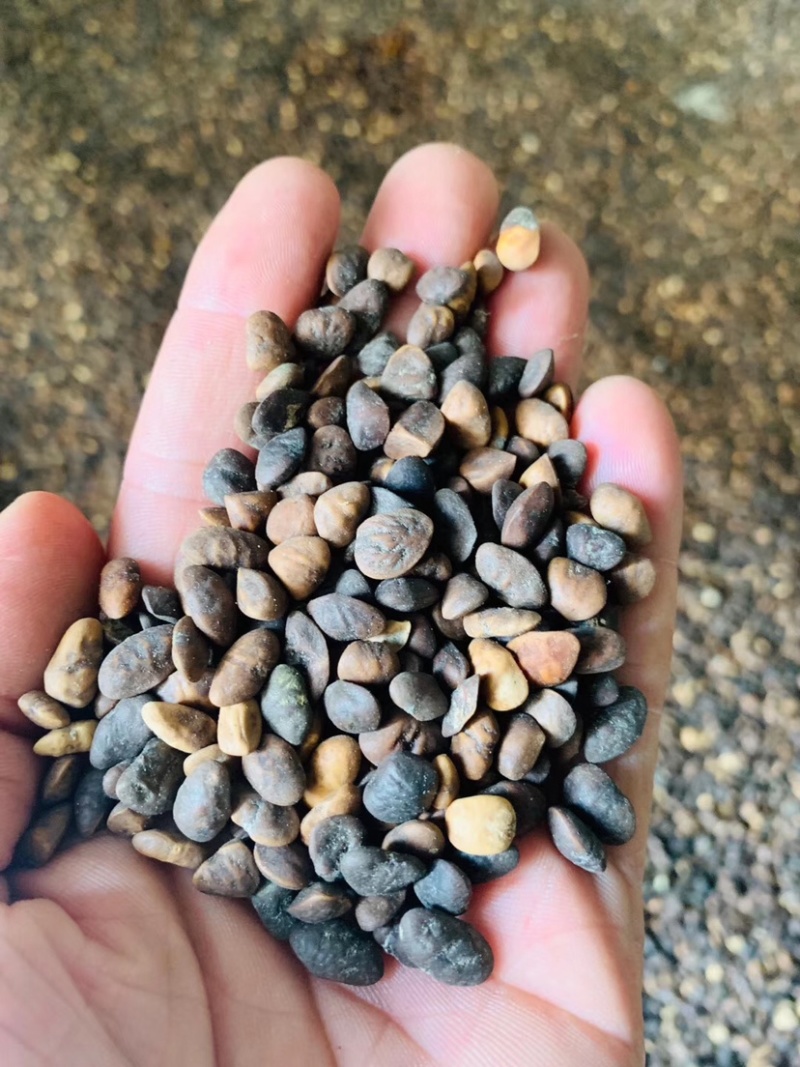 火力楠种子醉香含笑种子含笑种子新货上市