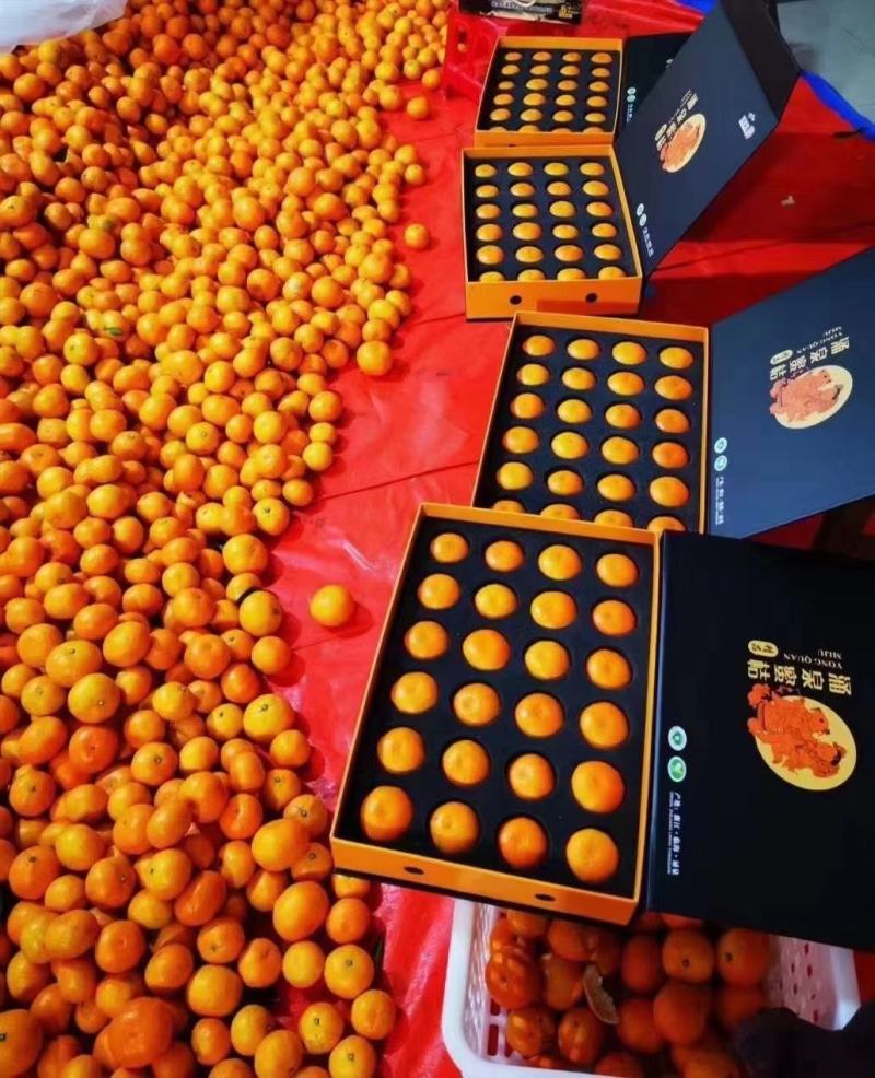 一橘一世界，一树一繁华；三年成树木，五年修成果；涌泉