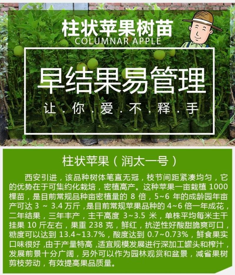 嫁接果树苗南方北方盆栽地栽柱状苹果树苗润太一号树状苹果苗