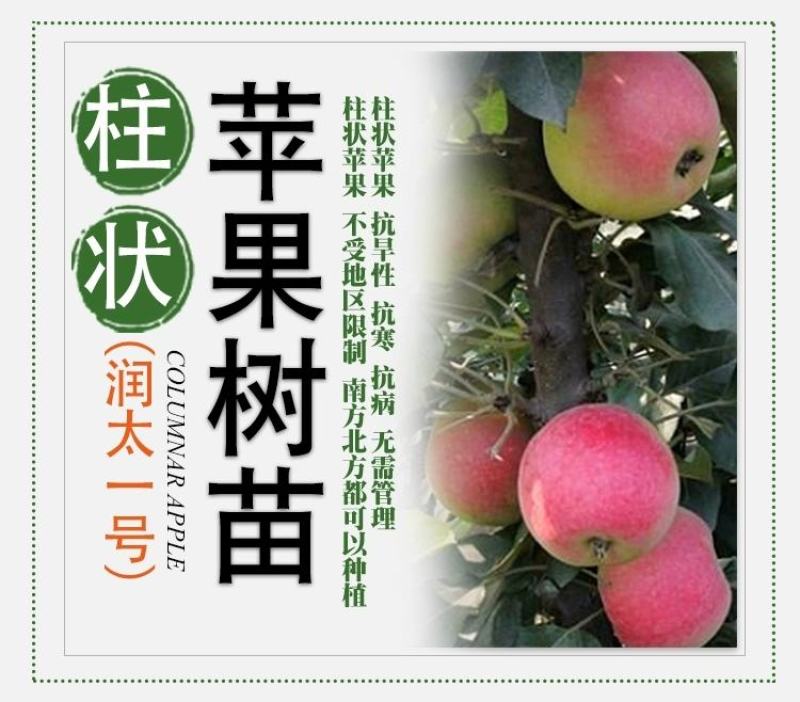 嫁接果树苗南方北方盆栽地栽柱状苹果树苗润太一号树状苹果苗