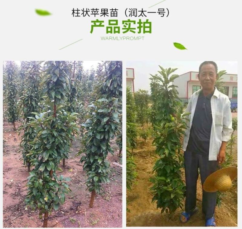 嫁接果树苗南方北方盆栽地栽柱状苹果树苗润太一号树状苹果苗