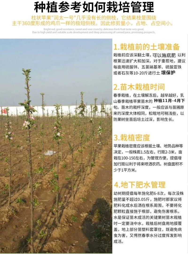 嫁接果树苗南方北方盆栽地栽柱状苹果树苗润太一号树状苹果苗