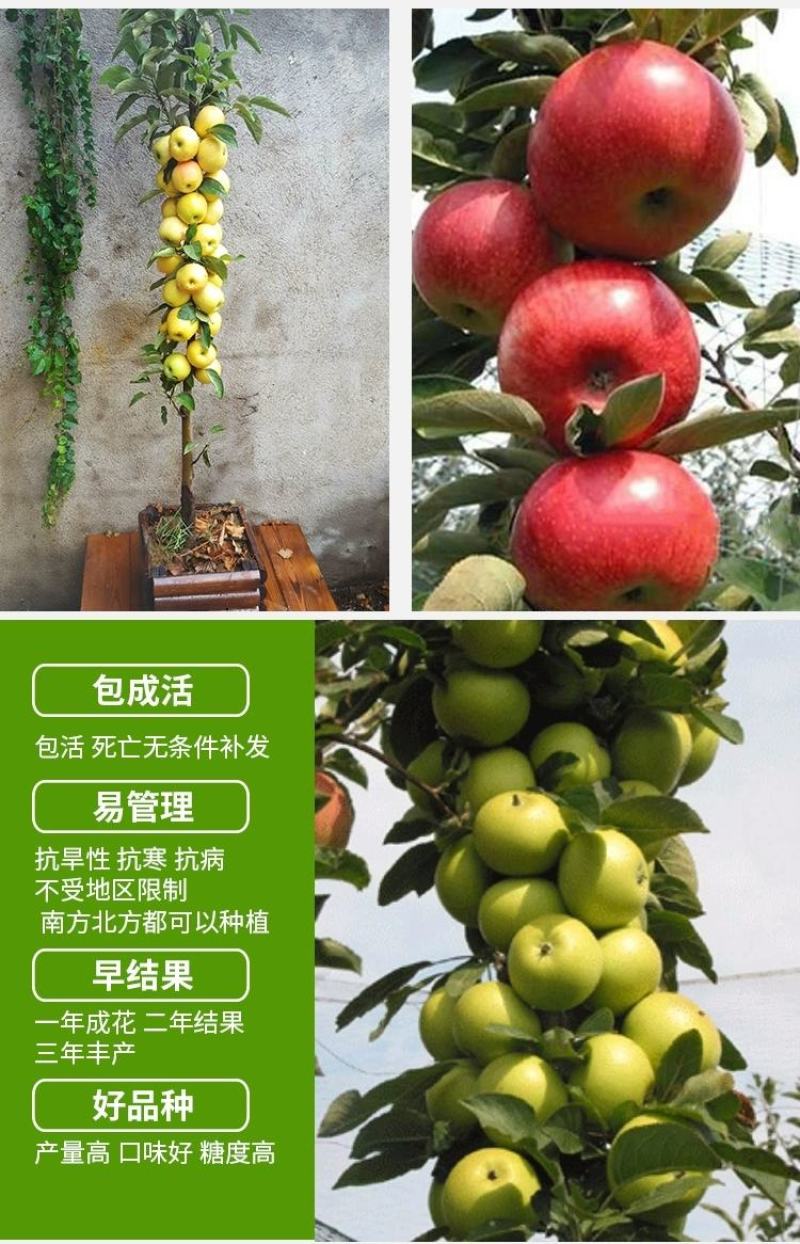 嫁接果树苗南方北方盆栽地栽柱状苹果树苗润太一号树状苹果苗