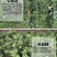 嫁接果树苗南方北方盆栽地栽柱状苹果树苗润太一号树状苹果苗
