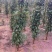 嫁接果树苗南方北方盆栽地栽柱状苹果树苗润太一号树状苹果苗