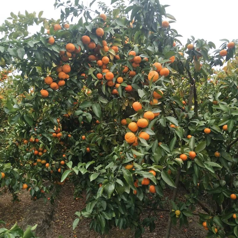 优质沙糖橘，皮色红度够，起沙，味甜，代收代办。