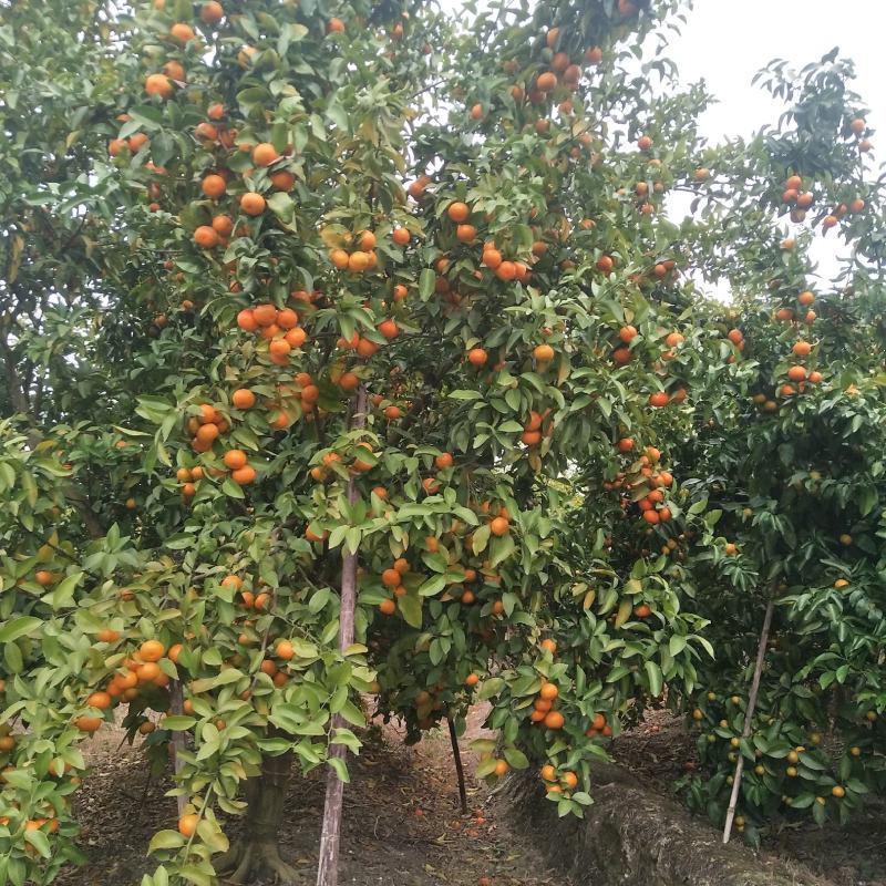 优质沙糖橘，皮色红度够，起沙，味甜，代收代办。