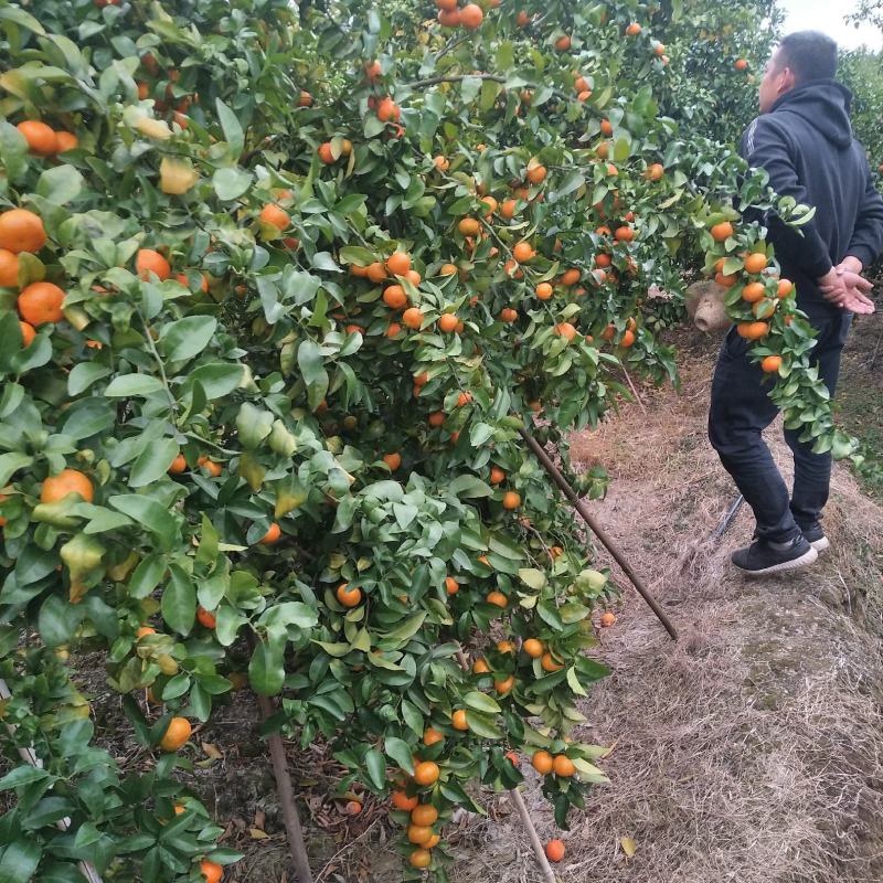 优质沙糖橘，皮色红度够，起沙，味甜，代收代办。