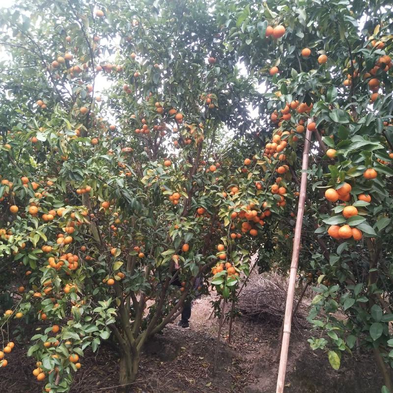 优质沙糖橘，皮色红度够，起沙，味甜，代收代办。