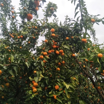 优质沙糖橘，皮色红度够，起沙，味甜，代收代办。
