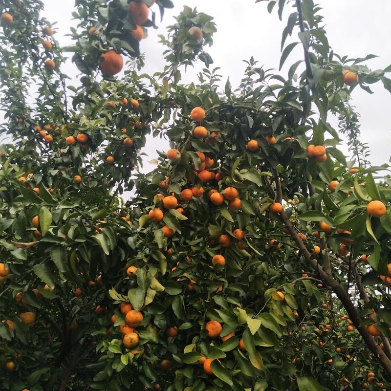 优质沙糖橘，皮色红度够，起沙，味甜，代收代办。