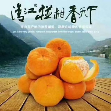 长阳清江县渔峡口岩松坪椪柑，清江椪柑