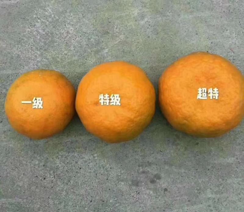 长阳清江县渔峡口岩松坪椪柑，清江椪柑