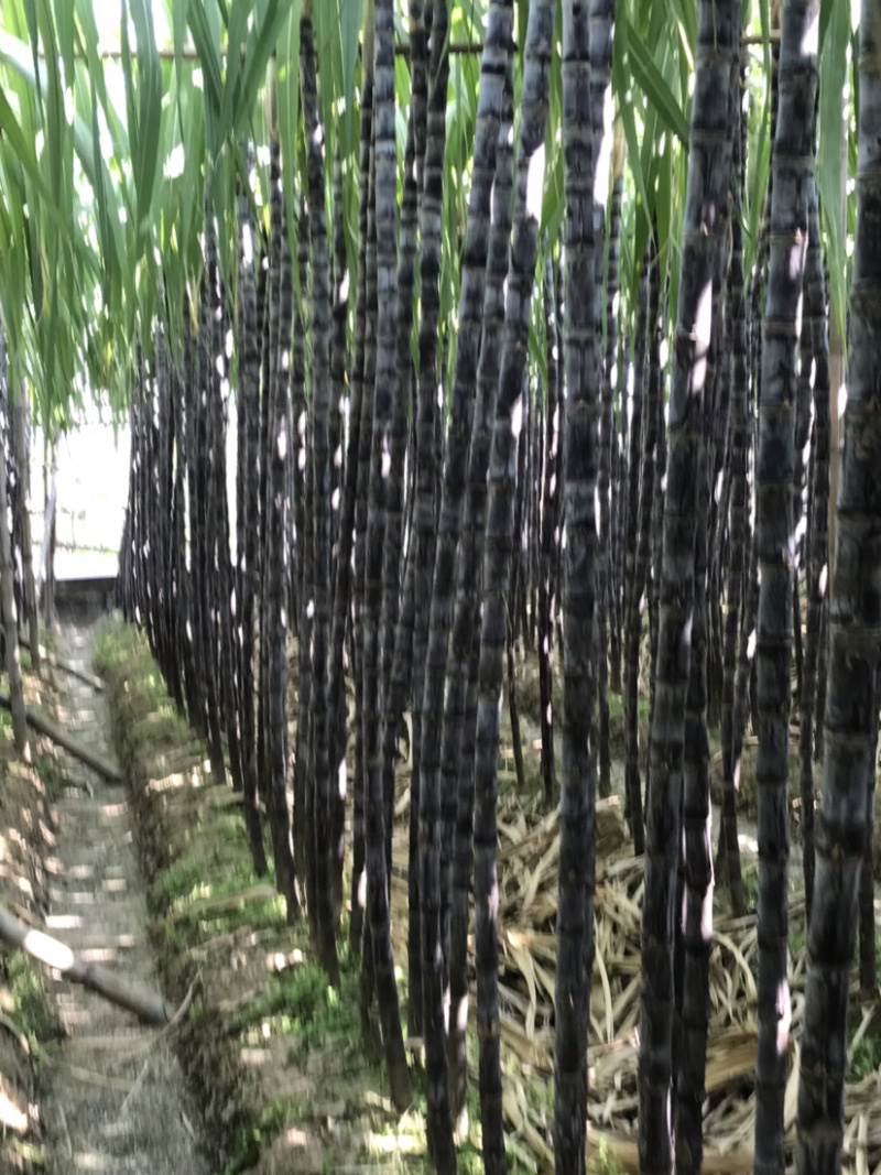 黑皮廿庶