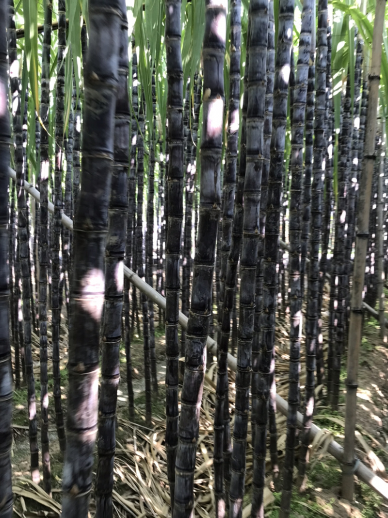 黑皮廿庶