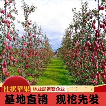 嫁接果树苗南方北方盆栽地栽柱状苹果树苗润太一号树状苹果苗
