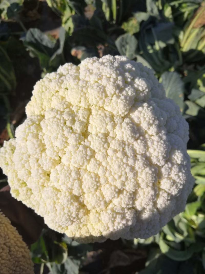 散花紧花产地直供，货源充足，实力代收，期待长期合作
