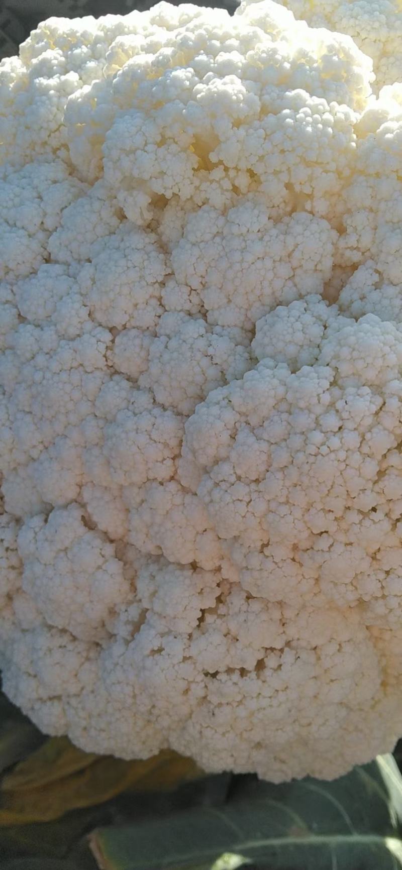 散花紧花产地直供，货源充足，实力代收，期待长期合作