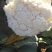 散花紧花产地直供，货源充足，实力代收，期待长期合作