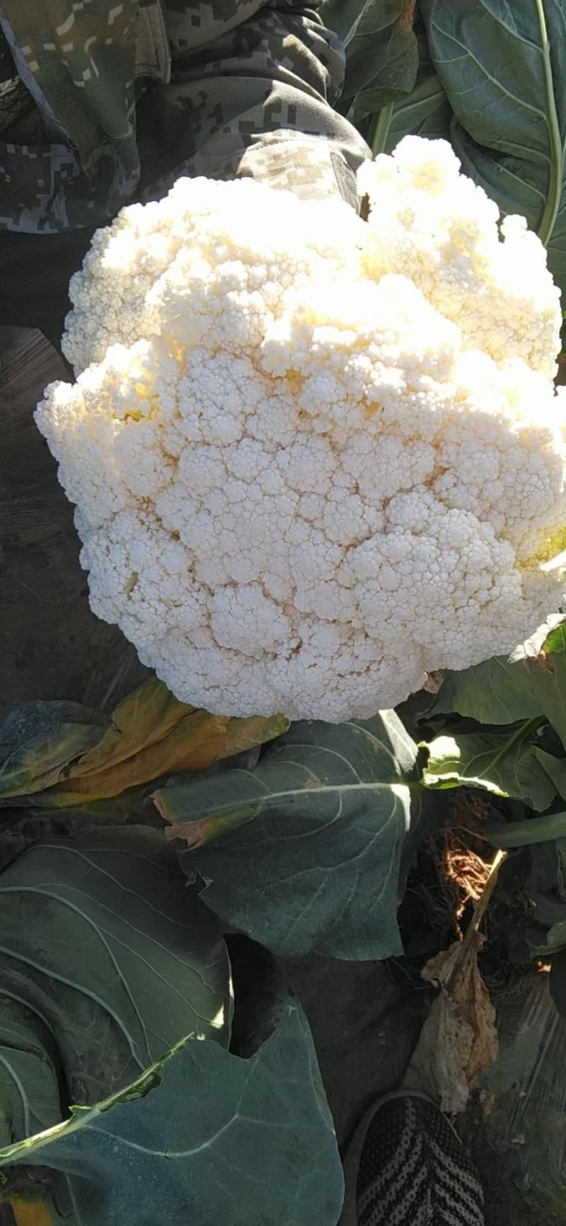 散花紧花产地直供，货源充足，实力代收，期待长期合作