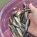 鱼苗丁桂鱼苗大规格5--8公分易生长利润大