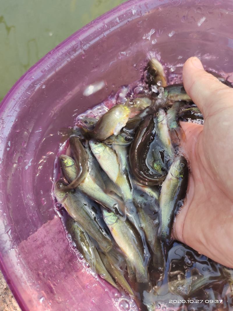 鱼苗丁桂鱼苗大规格5--8公分易生长利润大