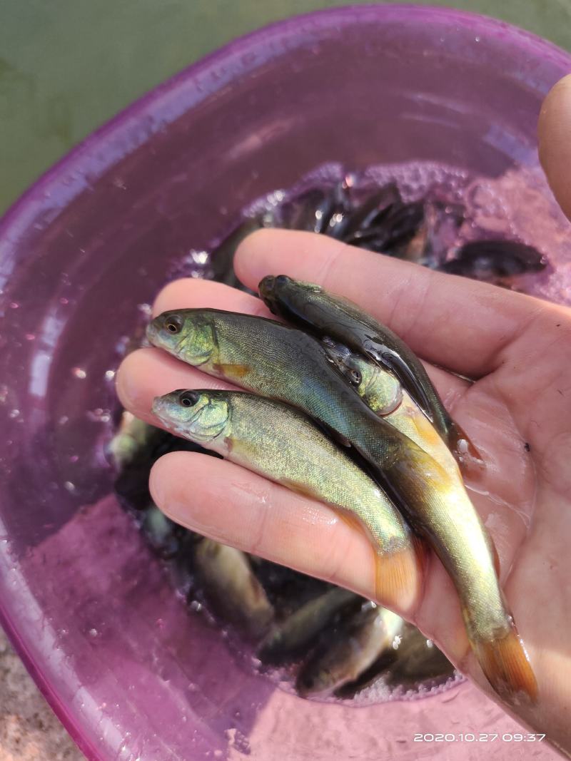 鱼苗丁桂鱼苗大规格5--8公分易生长利润大