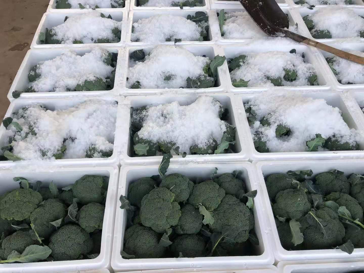 超市冷藏区摆放整齐的西生菜,呈圆形结球状,外叶深绿,部分已去除老叶,露出内部洁白脆嫩的芯部,周围有水雾凝结,体现新鲜度 超市货架上的西生菜