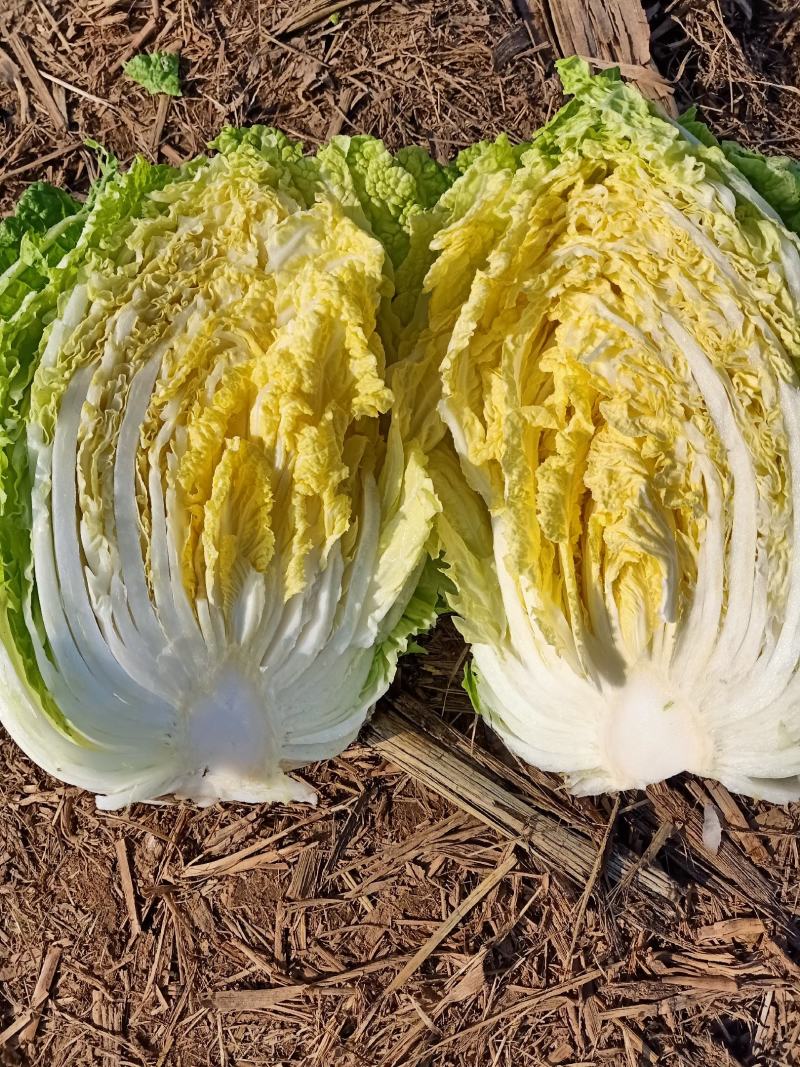 山东黄心大白菜大量上市需要可以联系代发全国欢迎洽谈
