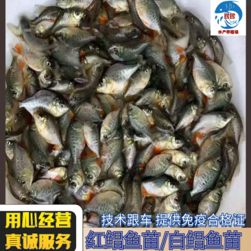 红鲳鱼苗又叫淡水白鲳鱼苗(支持水花批发)支持到现在看货