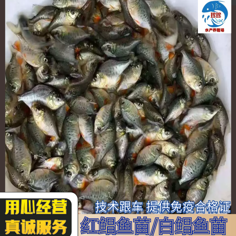 红鲳鱼苗又叫淡水白鲳鱼苗（支持水花批发）支持到现在看货