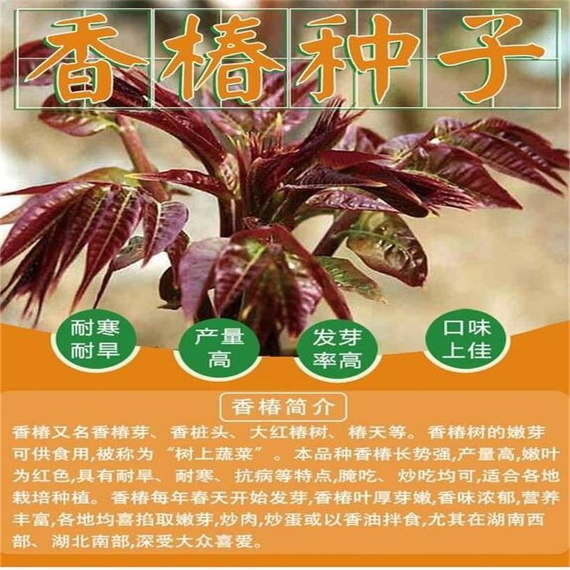 红油香椿种子蔬菜种子阳台庭院盆栽四季播易种速生种子