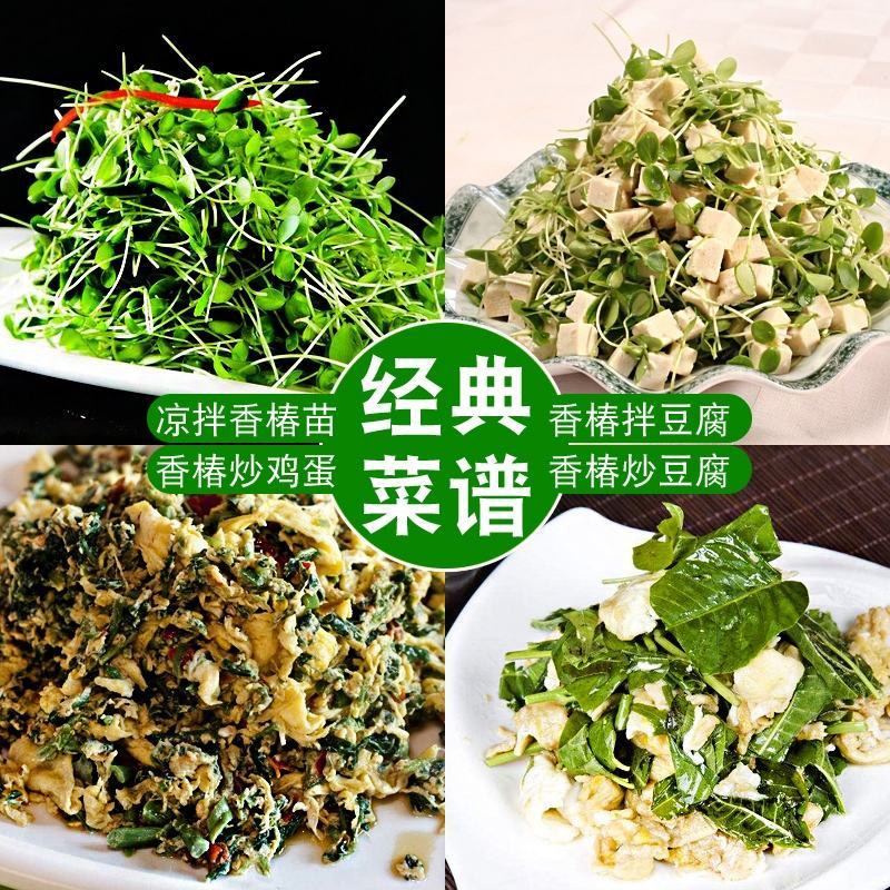 红油香椿种子蔬菜种子阳台庭院盆栽四季播易种速生种子
