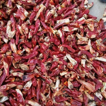 剪吧花皮.和代吧花皮.北京红干辣椒.切锻.打粉.代收.代
