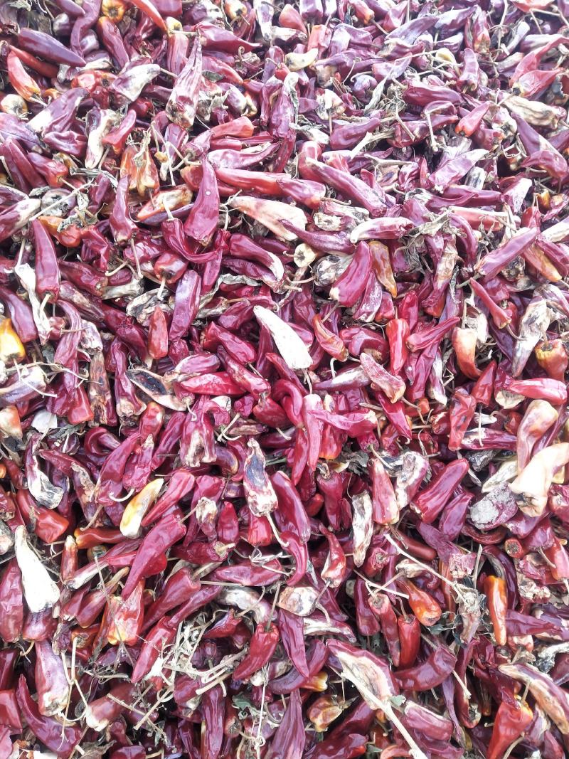 剪吧花皮.和代吧花皮.北京红干辣椒.切锻.打粉.代收.代